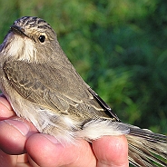 Spotted Flycatcher